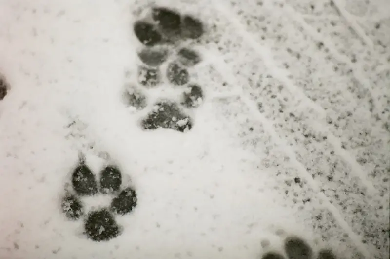 Eco‑Friendly Pet Parenting: How to Shrink Your Pawprint