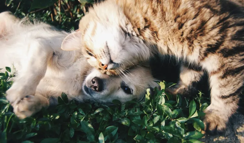 When Your Cat Becomes the CFO of Your Smart Home