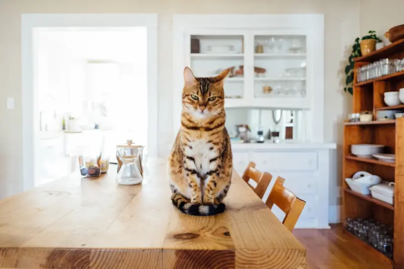 Why Your Cat’s Curiosity Is the Secret Ingredient to a Happier Home
