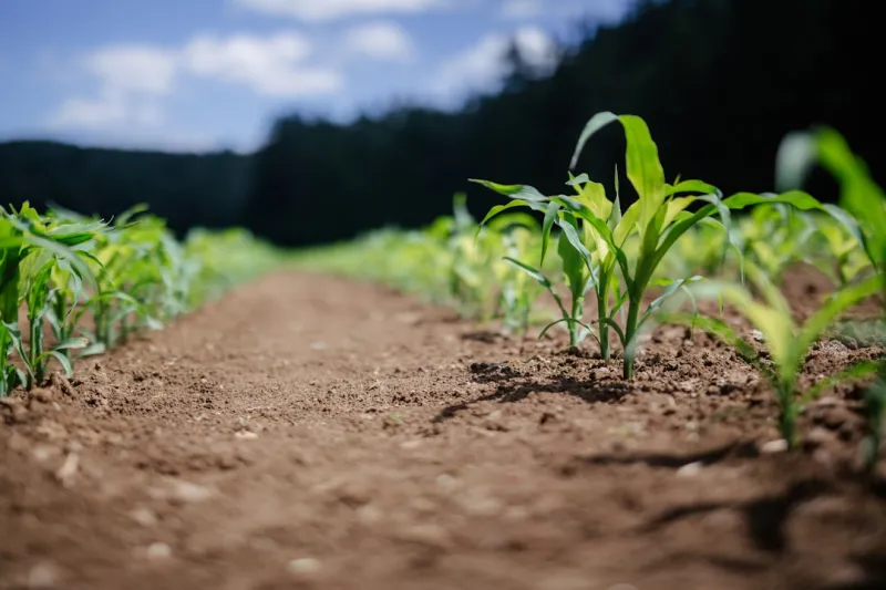 Cultivating Calm: How Sustainable Living Fuels Mental Health