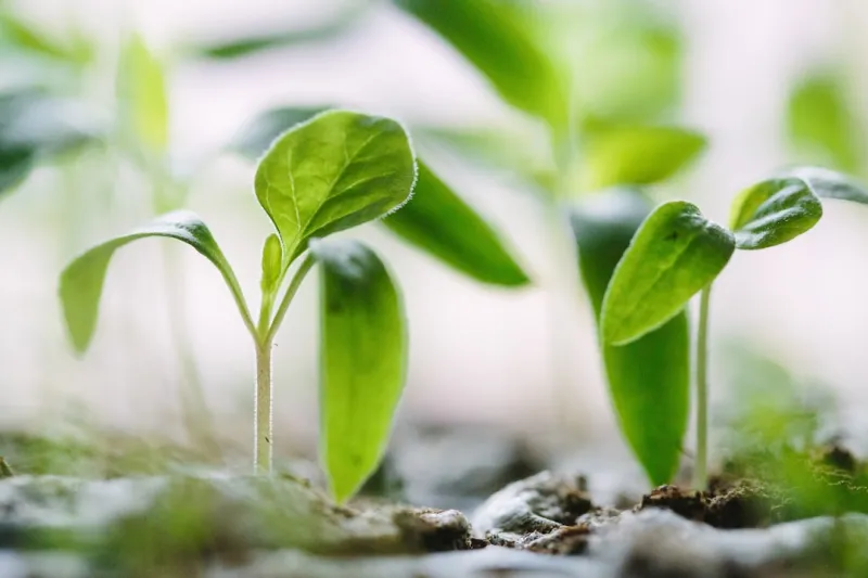 Plugging Into the Green Future: How Sustainable Plugins Are Reshaping the Web