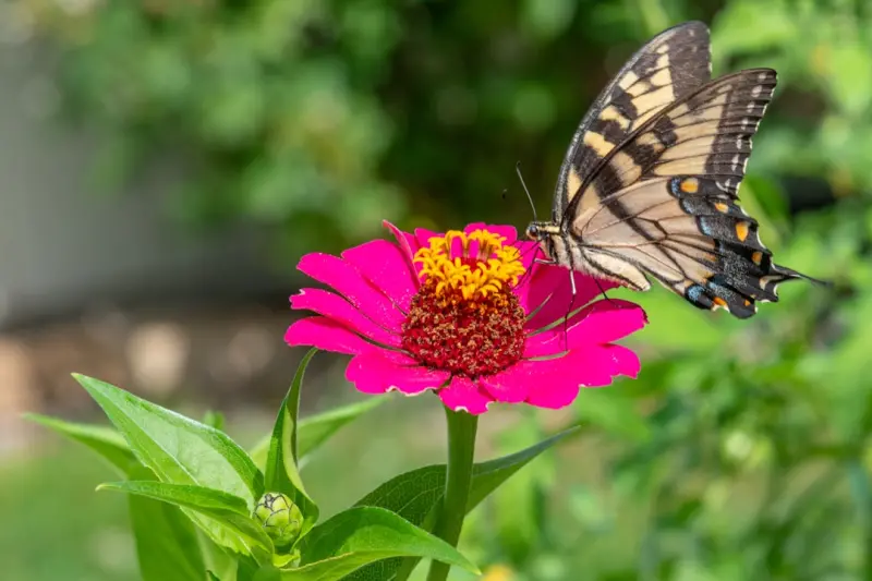 Cultivating a Pollinator‑Friendly Garden in a Changing Climate
