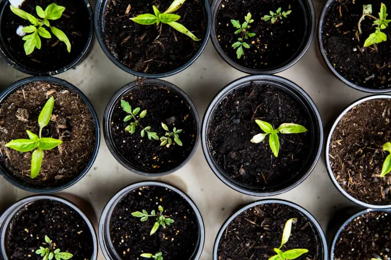 Rooftop Harvest: Turning City Roofs into Year‑Round Food Gardens