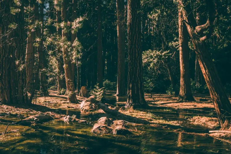 Forest Bathing for the Overworked: A Modern Guide to Reconnecting with Nature