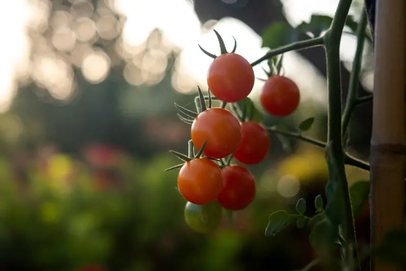 Harvesting Happiness: How a Small Urban Garden Can Transform Your Work‑Life Rhythm