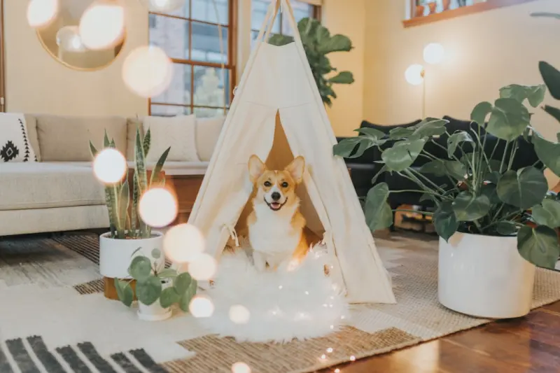 Designing a Pet Adventure Nook for Small Spaces