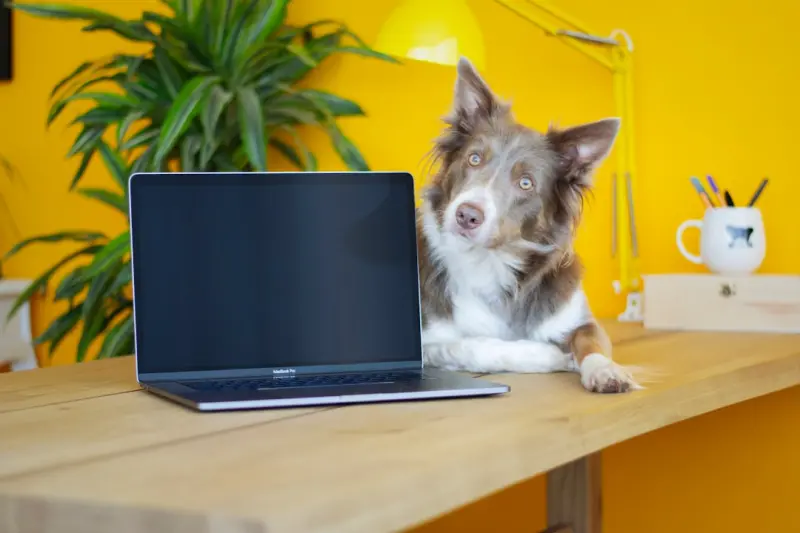 Why Your Office Should Adopt a Pet‑Friendly Policy Right Now