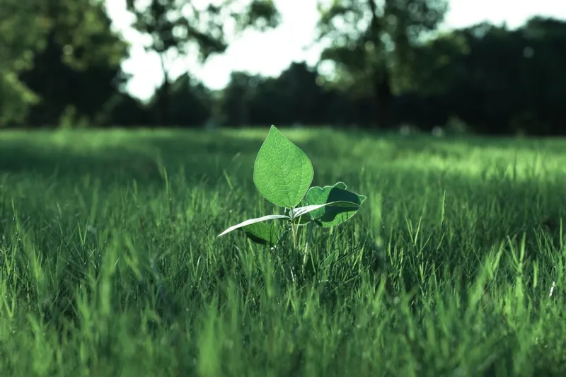 Sustainable Software: How Green Coding Is Redefining Development in 2024