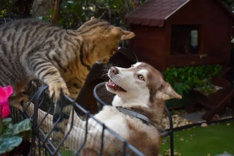 How to Turn Your Home Into a Pet‑Friendly Sanctuary