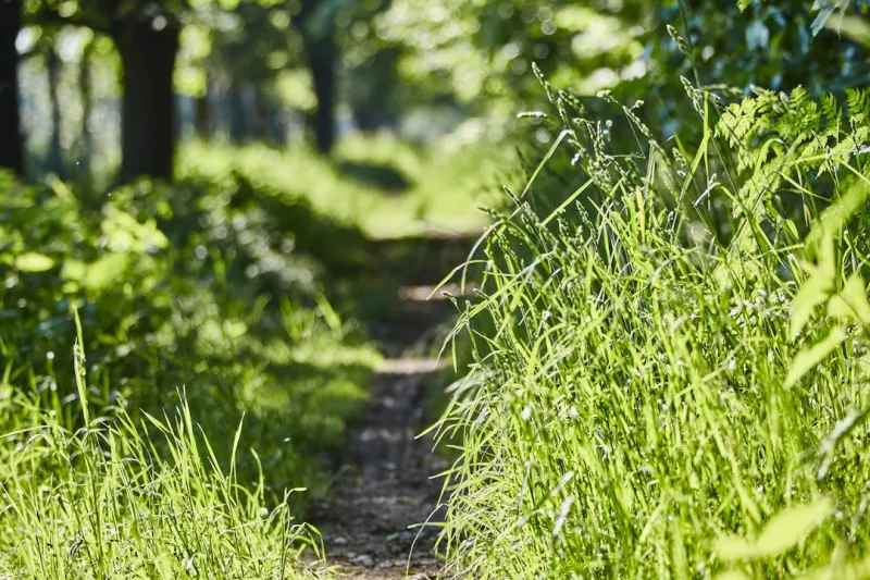 Sustainable Gardening: A Pathway to a Greener Tomorrow