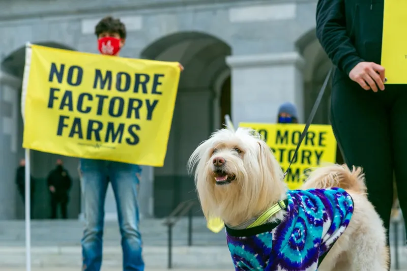 How to Raise a Sustainable Pet Without Sacrificing Joy