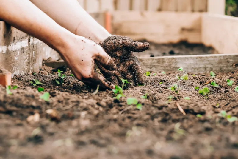 Growing a Greener Tomorrow: How Gardening Can Transform Your Life