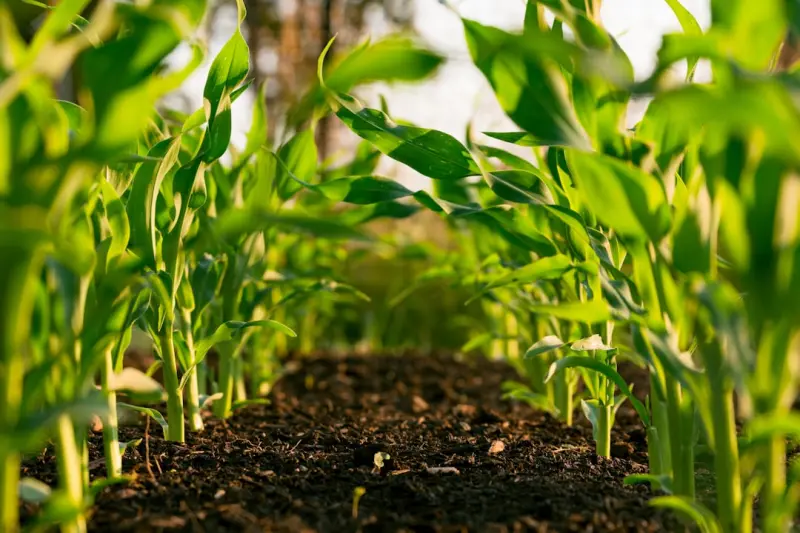 The Soil Microbiome’s Secret Language: Turning Gardens into Living Labs