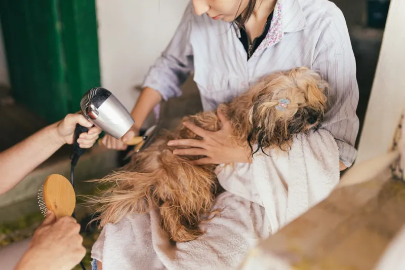 The Impact of Sustainable Living on Pet Care