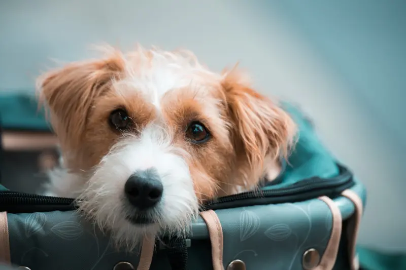 Traveling With Your Pet: A Practical Guide for Stress‑Free Adventures