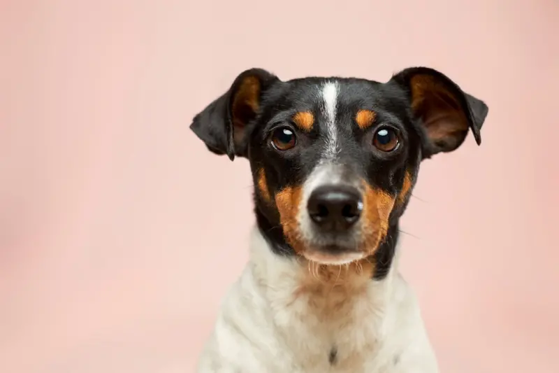 Pet Tech Revolution: Smart Solutions for City Dwellers and Their Companions