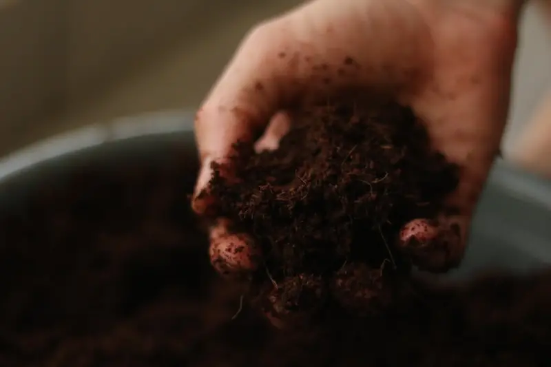 Unearthing the Hidden Orchestra: How Soil Microbes Can Transform Your Garden