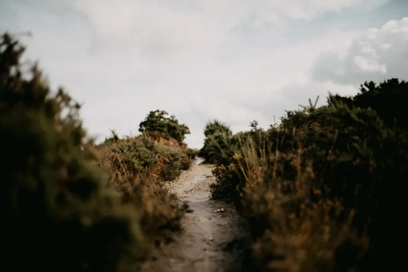 Reclaiming Focus: A Fresh Path to Mental Wellness Reclaiming Focus: A Fresh Path to Mental Wellness