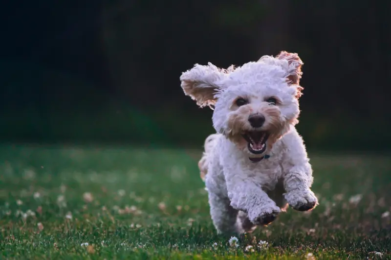 Transform Your Apartment into a Pet‑Friendly Sanctuary
