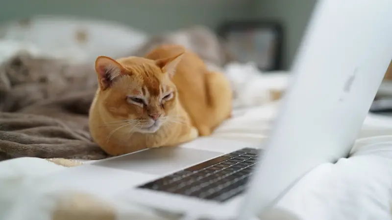 When Your Cat Becomes Your Remote‑Work Co‑Pilot