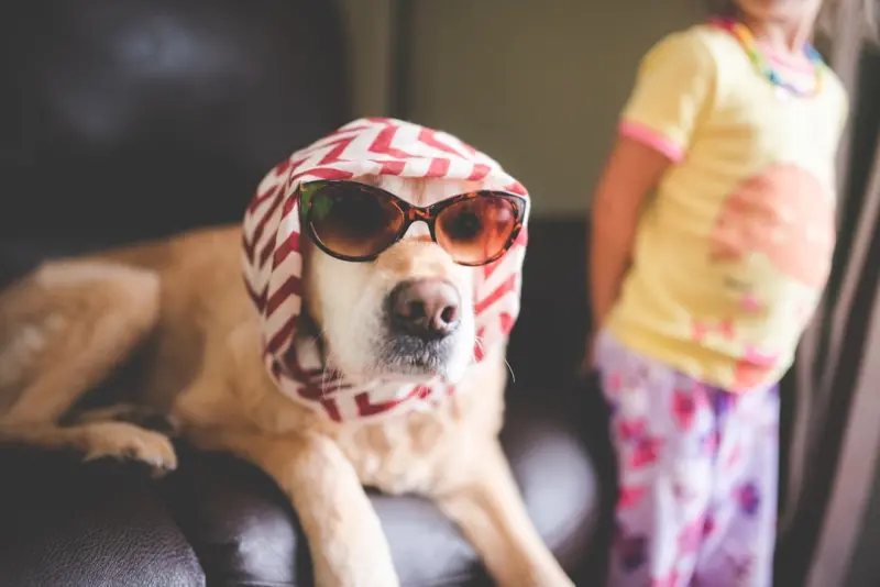 Smart Pet Parenting: Wearables & Sustainable Care