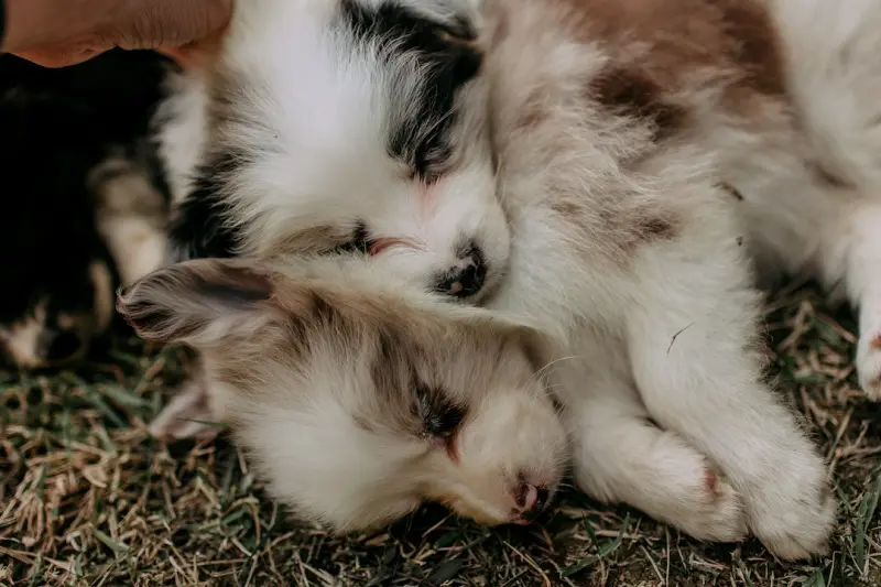 Pet‑Powered Productivity: How Furry Friends Boost Remote Work Success - Web Domain Authority