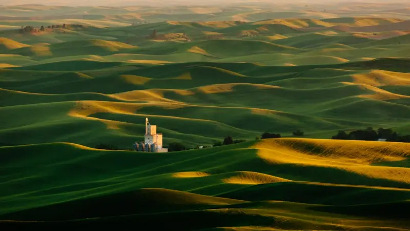 The Secret Symphony of the Soil: How Soundscapes Are Revolutionizing Home Gardens