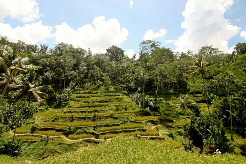 From Seed to Sanctuary: Turning Tiny Terraces into Thriving Gardens