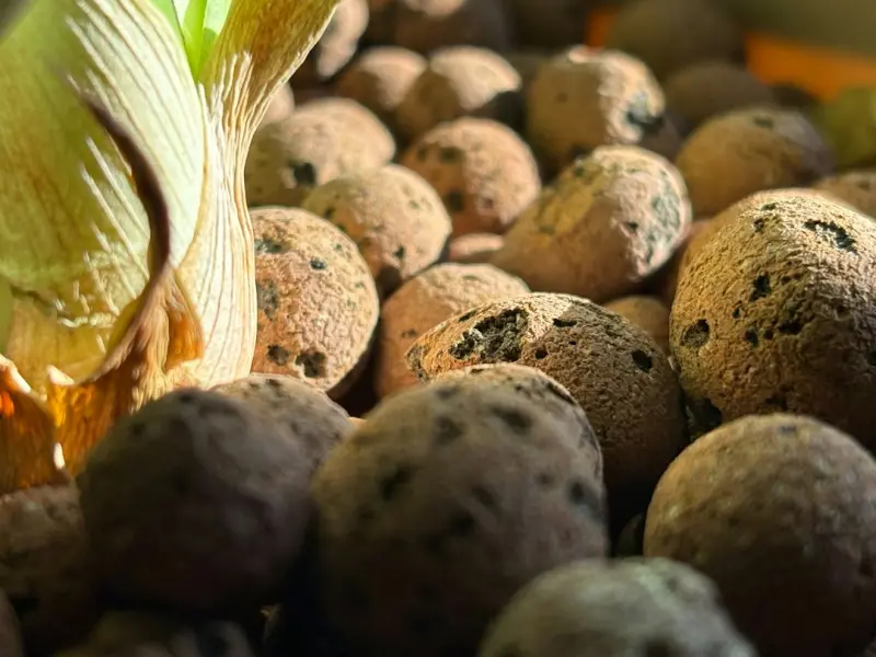 Urban Soil Alchemy: Transforming Small Spaces into Thriving Food Gardens