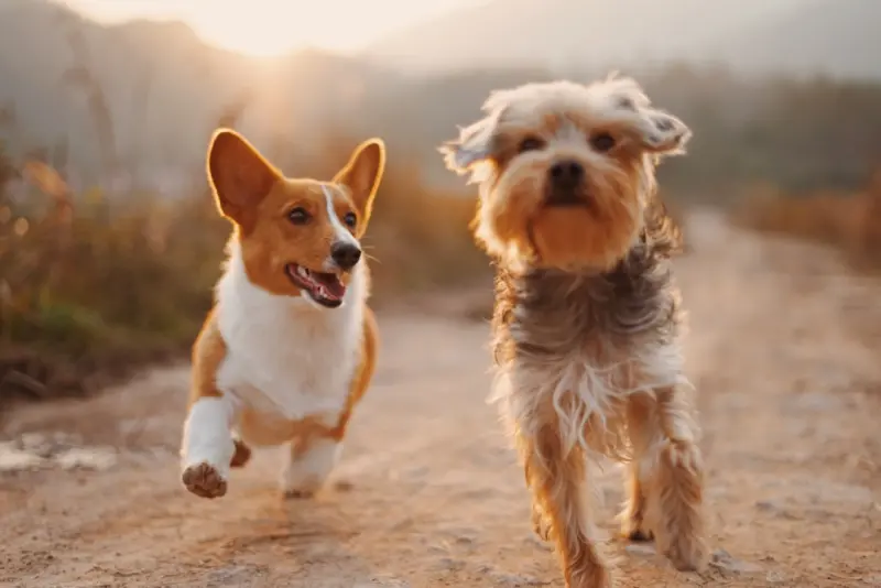 The Quiet Power of Pet Data: Leveraging Furry Friends for Workplace Wellness