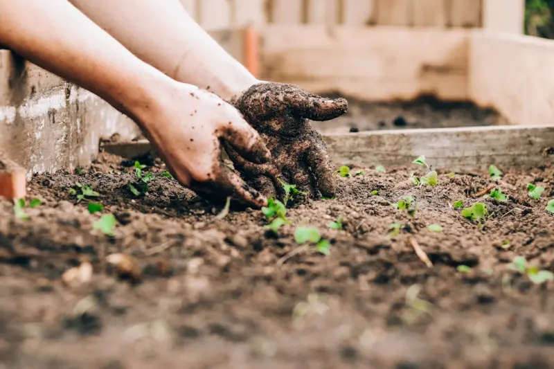 Cultivating a Sensory Garden: A Personal Journey to Healthier Soil, Edible Blooms, and Community Roots