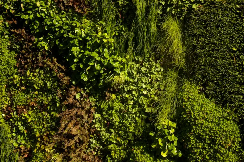 Vertical Gardens: Turning Blank Walls into Living Masterpieces