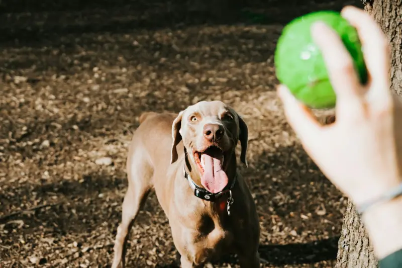 How a Playful Pet Can Supercharge Your Workday Focus