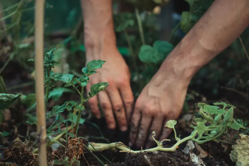 Cultivating Creative Flow: How a Backyard Garden Fuels Workplace Innovation