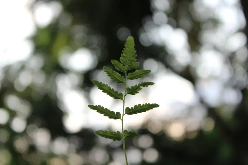 The Quiet Revolution: How Green SaaS Is Redefining Business Sustainability