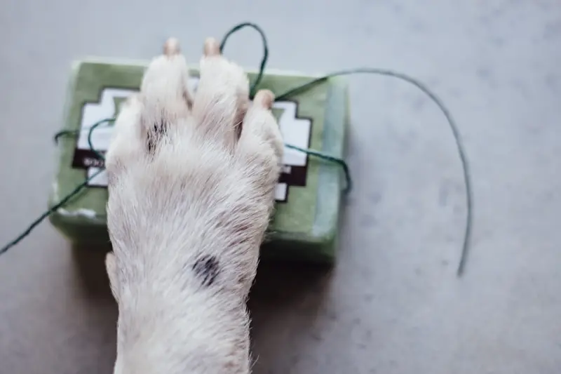 Green Pawprints: Sustainable Living for Pets and Their People