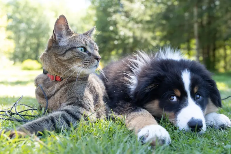 Unlocking the Hidden World of Pet Communication: A Modern Guide