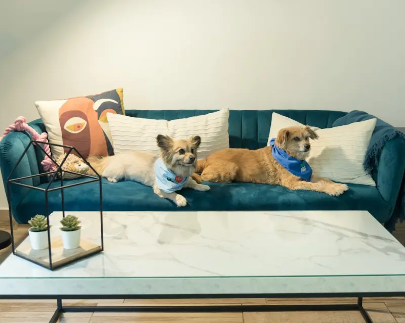 From Couch to Trail: Designing a Pet‑Centric Lifestyle for the Modern Remote Worker