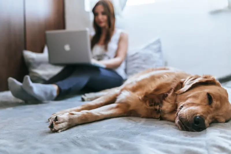 The Pet‑Powered Remote Desk: Boosting Focus, Wellbeing, and Team Culture